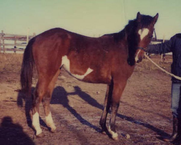 broodmare My Last Duchess (Paint Horse, 1981, from Eternal Pay Day)