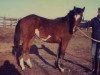 broodmare My Last Duchess (Paint Horse, 1981, from Eternal Pay Day)