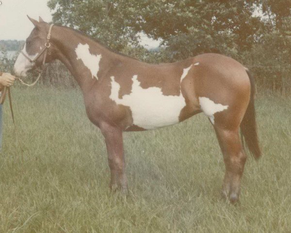 broodmare Pretty Wild (Paint Horse, 1972, from Bar Eagle)