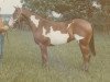 Zuchtstute Pretty Wild (Paint Horse, 1972, von Bar Eagle)