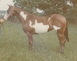 Zuchtstute Pretty Wild (Paint Horse, 1972, von Bar Eagle)