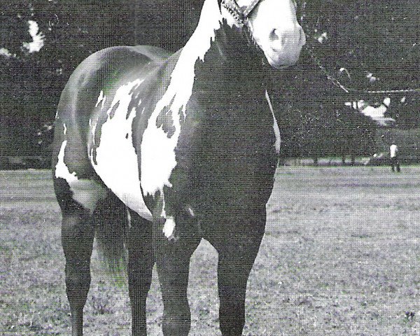 stallion Bar Eagle (Paint Horse, 1968, from Mister J Bar)