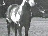 stallion Bar Eagle (Paint Horse, 1968, from Mister J Bar)