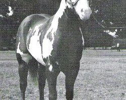 Deckhengst Bar Eagle (Paint Horse, 1968, von Mister J Bar)