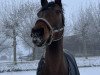 dressage horse Hawkins 4 (German Riding Pony, 2013, from Harvey)