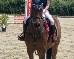 stallion Der Fürst (German Riding Pony, 2006, from Der feine Lord AT)