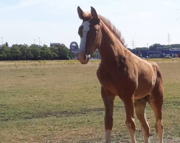 Springpferd Sensa van de Nachtegaele (Belgisches Warmblut, 2018, von Ermitage Kalone)