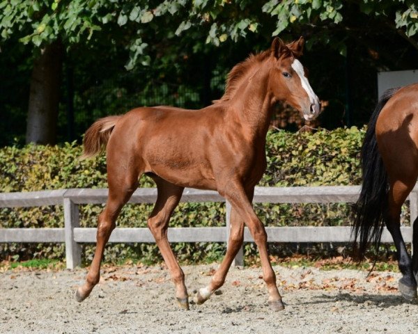 Springpferd Sierra Optima (Belgisches Warmblut, 2018, von Ermitage Kalone)