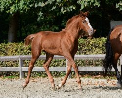 Springpferd Sierra Optima (Belgisches Warmblut, 2018, von Ermitage Kalone)