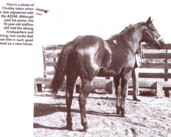 stallion Chubby (Quarter Horse, 1924, from Midnight)