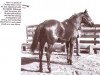 Deckhengst Chubby (Quarter Horse, 1924, von Midnight)