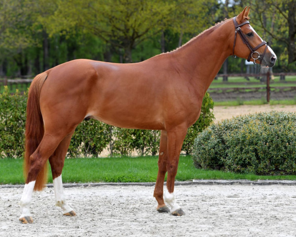 jumper Sirocco T (Belgian Warmblood, 2018, from Ermitage Kalone)