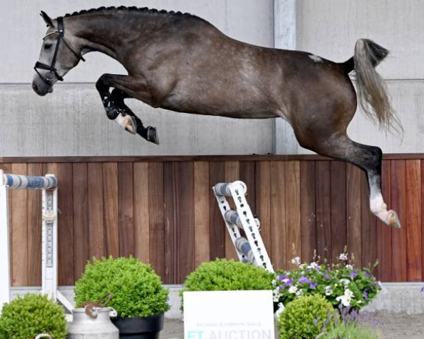 Springpferd Stella D V (Belgisches Warmblut, 2018, von Ermitage Kalone)