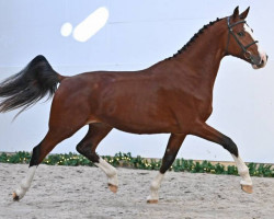 Springpferd Stelvio v/d Zilverenhoek (Belgisches Warmblut, 2018, von Ermitage Kalone)