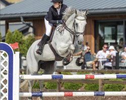 Springpferd Huckleberry Blue (KWPN (Niederländisches Warmblut), 2012, von Zirocco Blue)