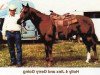 Pferd Holly 4 Jinx (Quarter Horse,  , von Salty Holly)