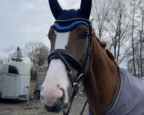 dressage horse Dante Alighieri 22 (Hanoverian, 2018, from DSP de Sandro)