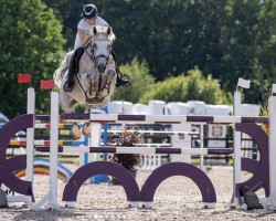 jumper Carisma (Swedish Warmblood, 2009, from Caressini L)