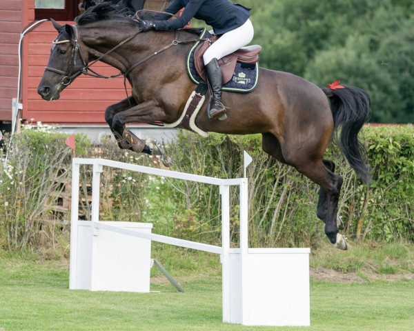 Zuchtstute Corgary Camelot (Irish Sport Horse, 2011, von Lancelot)