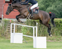 broodmare Corgary Camelot (Irish Sport Horse, 2011, from Lancelot)