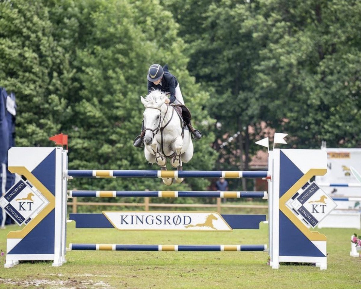 jumper Gezel (KWPN (Royal Dutch Sporthorse), 2011, from Zirocco Blue)