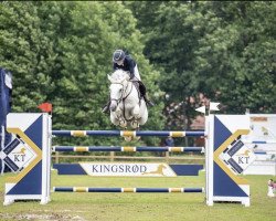 jumper Gezel (KWPN (Royal Dutch Sporthorse), 2011, from Zirocco Blue)