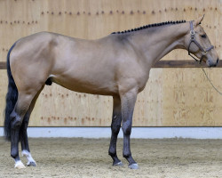 jumper Tarzan van T Schawijke (Belgian Warmblood, 2019, from Ermitage Kalone)