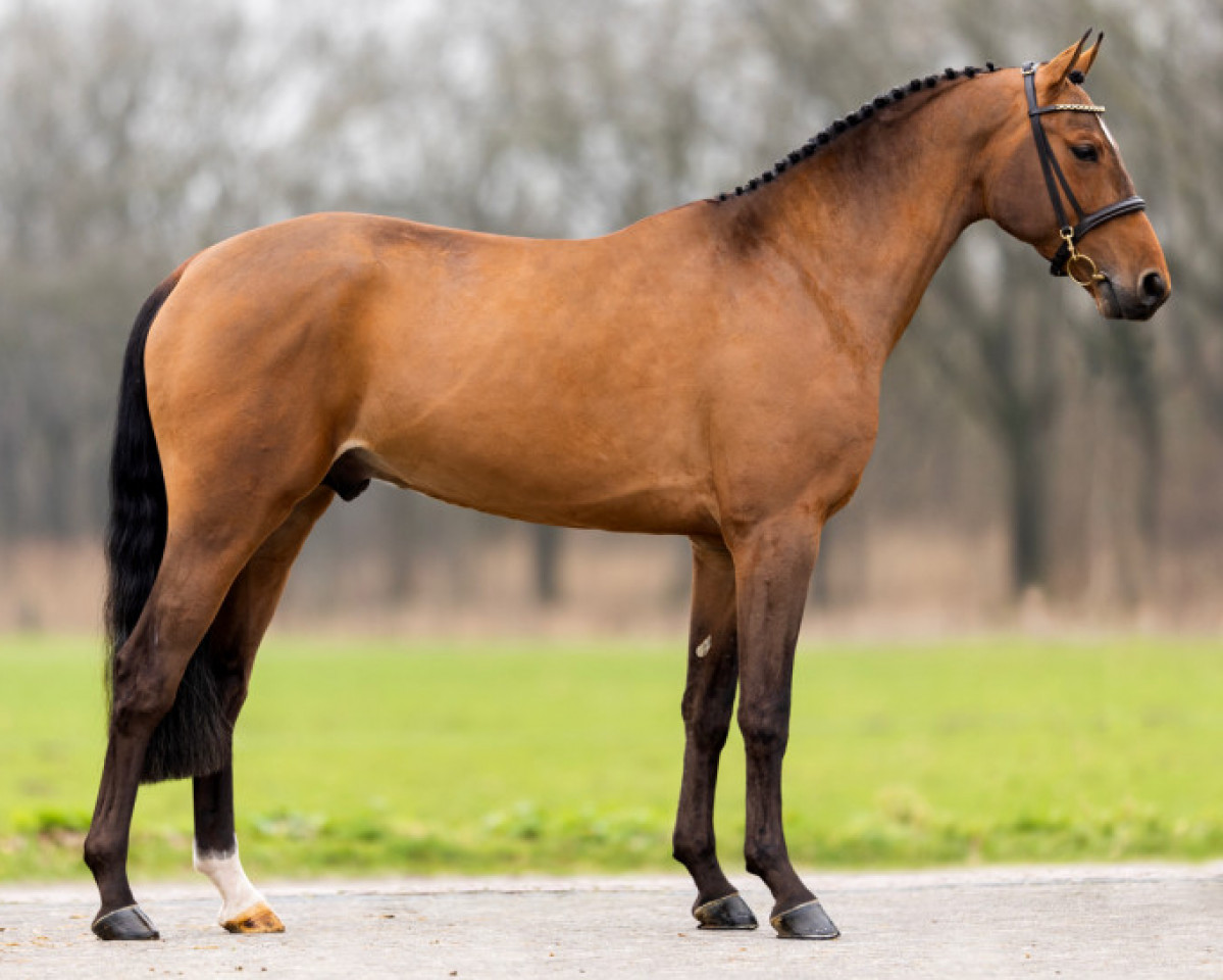 stallion Telstar Jm Tn (Belgian Warmblood, 2019, from Ermitage Kalone)