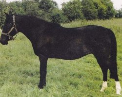 broodmare Vertu AA (Anglo-Arabs, 1965, from Vertubleu AA)