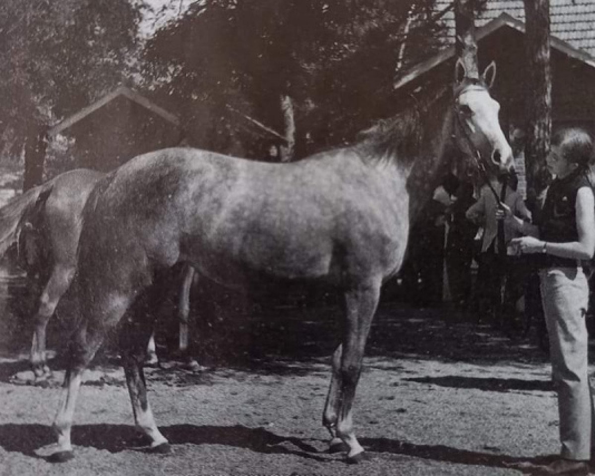 Zuchtstute Yasmine AA (Anglo-Araber, 1967, von Daninos AA)
