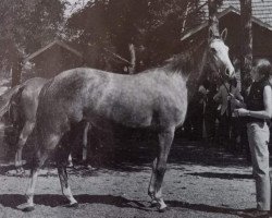 broodmare Yasmine AA (Anglo-Arabs, 1967, from Daninos AA)