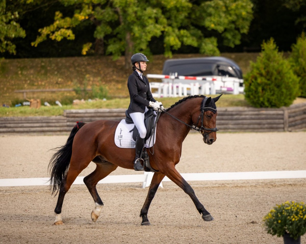 dressage horse Orlando Ms (Bavarian, 2013, from Rivero II)