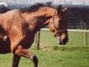 broodmare Cemeta (KWPN (Royal Dutch Sporthorse), 1984, from Nimmerdor)