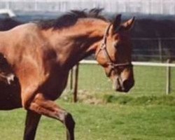 broodmare Cemeta (KWPN (Royal Dutch Sporthorse), 1984, from Nimmerdor)