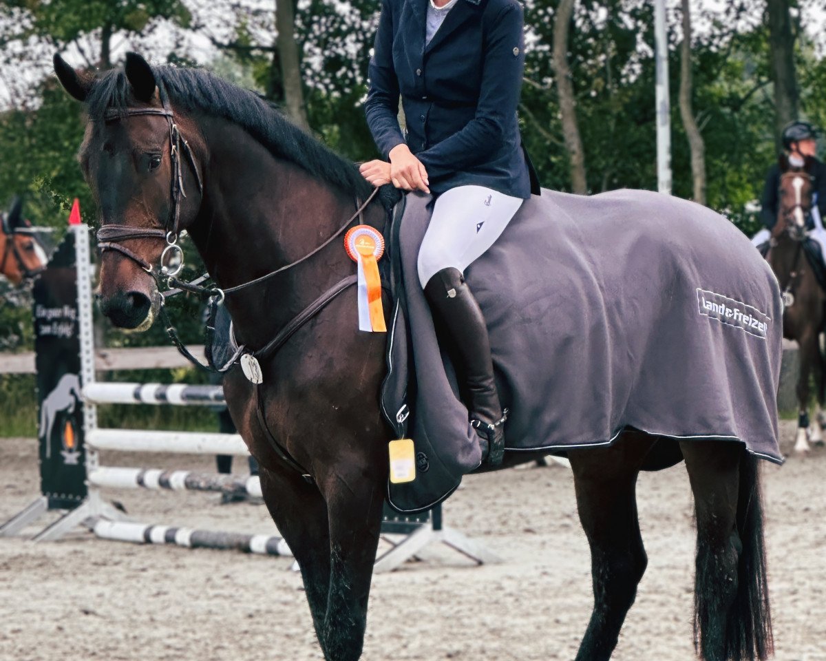 jumper Beluga 41 (Holsteiner, 2018, from VDL Bubalu)