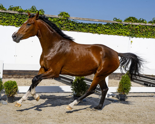 jumper Tirza van het Hellegat (Belgian Warmblood, 2019, from Ermitage Kalone)