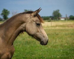 Dressurpferd HLT Giana (Deutsches Reitpony, 2022, von Golden Dime)