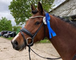 broodmare Naylani (German Riding Pony, 2017, from Fs Numero Uno)