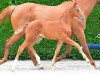jumper Toute Belle Jm (Belgian Warmblood, 2019, from Ermitage Kalone)