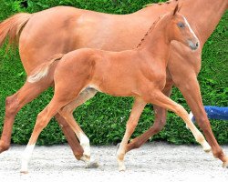 jumper Toute Belle Jm (Belgian Warmblood, 2019, from Ermitage Kalone)