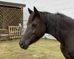 broodmare Go Go Girl (German Riding Pony, 2013, from Going East)