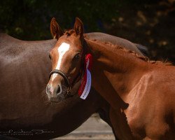 dressage horse Wasteins Desmero (German Riding Pony, 2022, from Desmond)