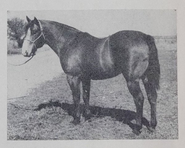 Deckhengst Chico McCue (Quarter Horse, 1948, von Reed McCue)