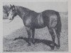 stallion Chico McCue (Quarter Horse, 1948, from Reed McCue)