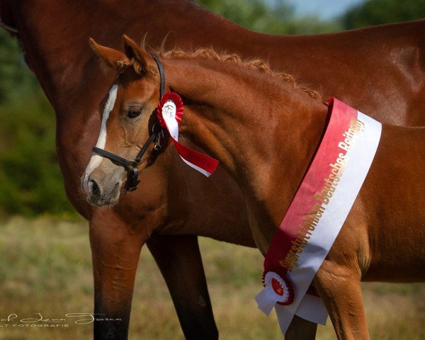 dressage horse HLT Nayeli (German Riding Pony, 2022, from HET Golden Dream)