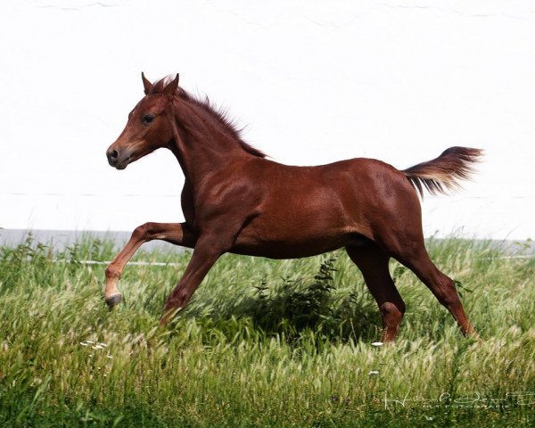 dressage horse HLT Cosmotino (German Riding Pony, 2021, from DSP Cosmo Royale)