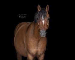 Dressurpferd Cinnamon Cracker (Deutsches Reitpony, 2019, von Cooper County WE)