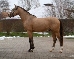 jumper Golden Emperor (German Riding Pony, 2017, from HET Golden Dream)