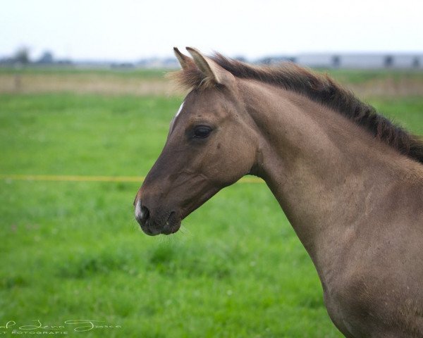 Dressurpferd Dun can Dance (Deutsches Reitpony, 2023, von Dating At NRW)