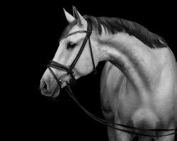 dressage horse Coupie de Coeur (Westphalian, 2014, from Coupie)